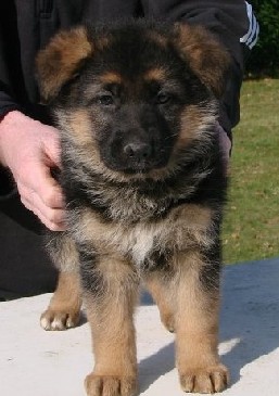 dixie