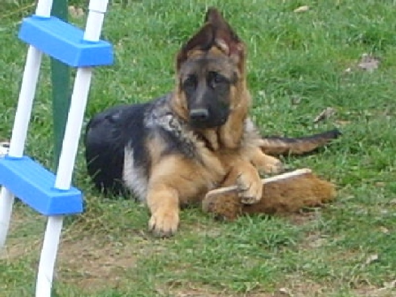  portée bonny et vulf 2007